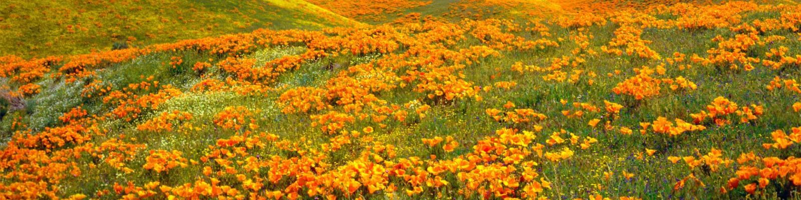 antelope valley bankruptcy poppies