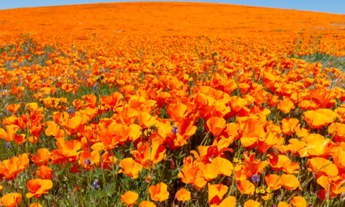 Antelope Valley poppies in the Lancaster CA reserve